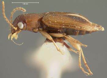 Media type: image;   Entomology 5945 Aspect: habitus lateral view